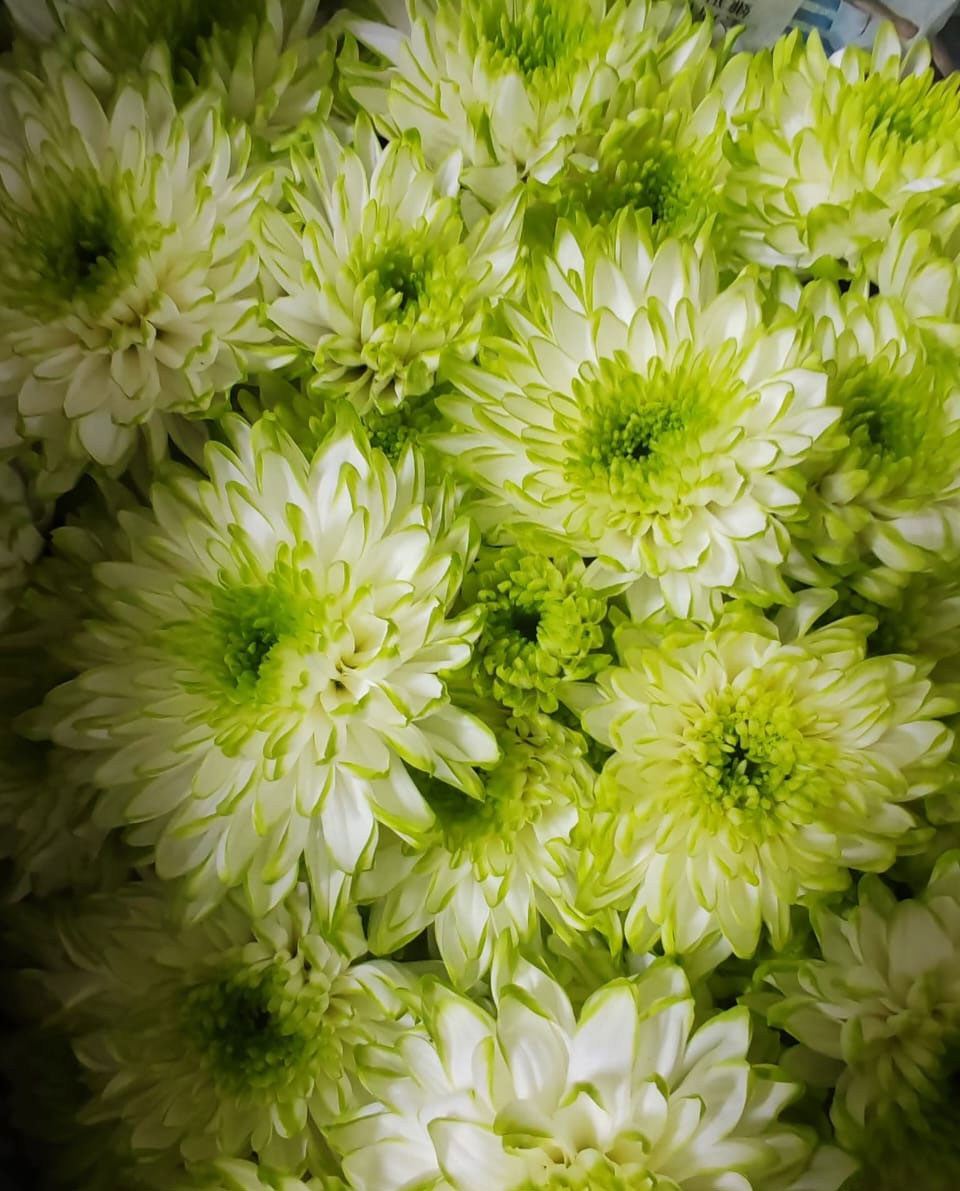 Flowers